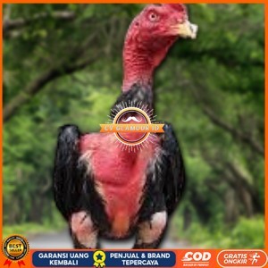 

TELUR RAJA SAIGON FRESH FERTIL CV GLAMOUR ID