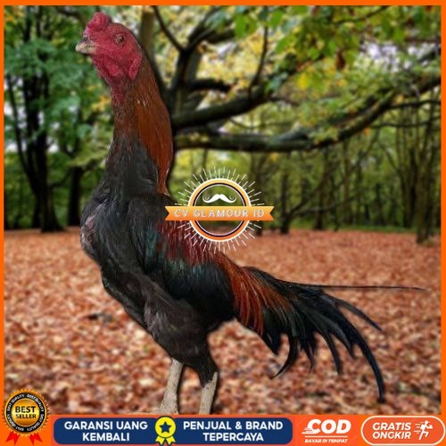

Telur Ayam Pakhoy Jumbo Vertil Siap Di Tetaskan Jaminan Super Oiginal Bergaransi CV GLAMOUR ID