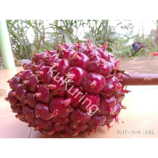 

OHI BUAH HONJE SEGAR BUKAN JUS HONJE KC