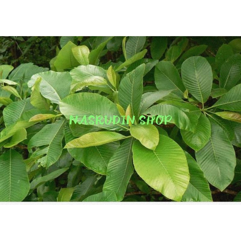 

OHI GelasKosong11 Daun Sempur I Simpu I Simpur I Sempu I Dillenia Pentagya I Simpor I Simpoh I Simpur I Bungkus Nasi