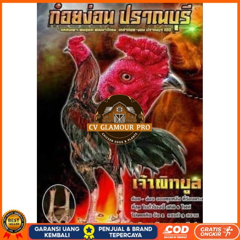 

Telur fertil ayam pakhoy trah pitt bull / COD CV GLAMOUR PRO