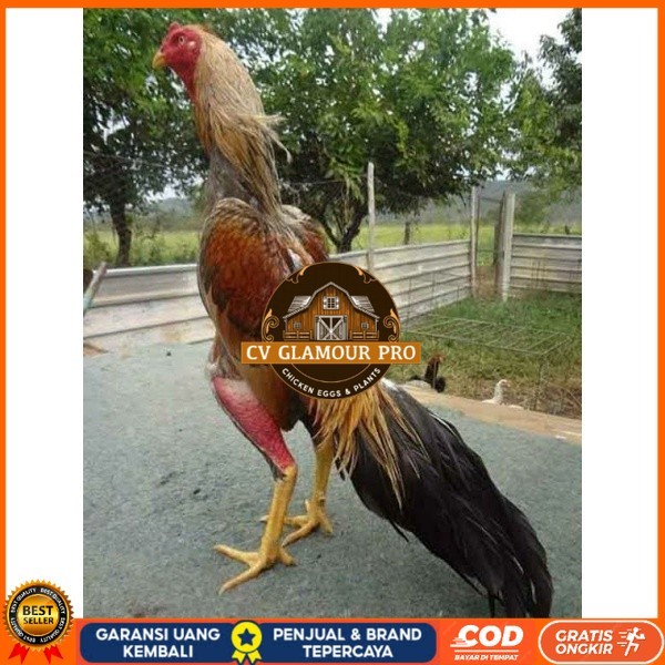 

TELUR AYAM BANGKOK WIRING SPEED UNTUK DI TETASKAN CV GLAMOUR PRO