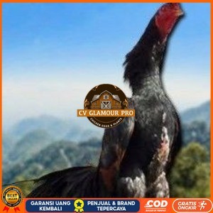 

telur ayam shamo tarung vertil original resmi CV GLAMOUR PRO