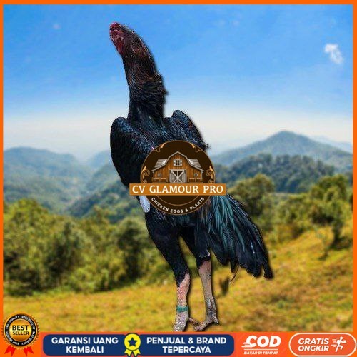 

OSHAMO EROPA FERTIL FRESH CV GLAMOUR PRO