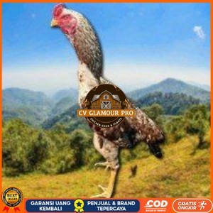 

telur tetas ayam shamo pilihan CV GLAMOUR PRO