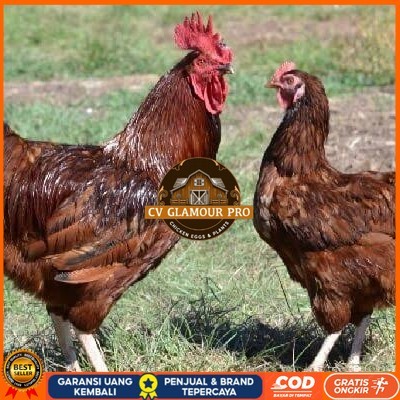 

Telur ayam rodhe island / telur ayam hias / telur fertil siap cod CV GLAMOUR PRO