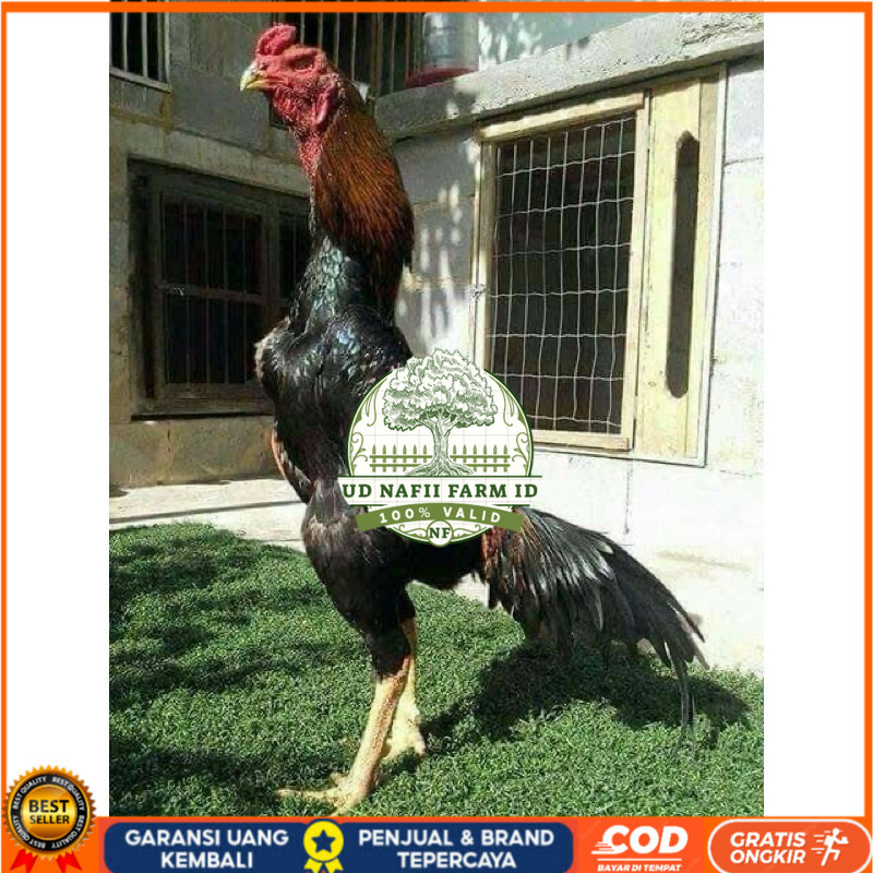 

TELUR FERTIL AYAM SHAMO JEPANG UNTUK DI TETASKAN UD NAFII FARM ID