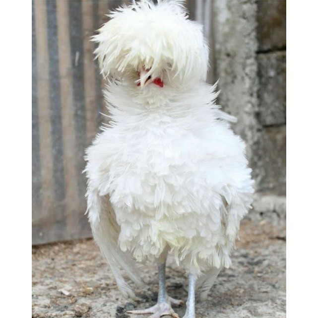 

TELUR TETAS AYAM HIAS POLAND LUCU IMUT MURAH GROSIR UNTUK DI TETASKAN UD NAFII FARM ID