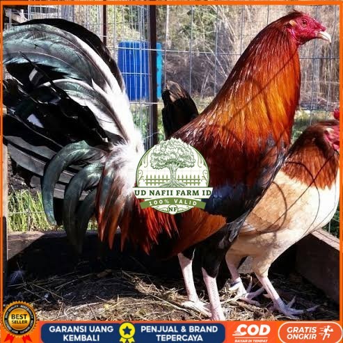 

Telur ayam hias pilipin fertil untuk ditetaskan Langsung UD NAFII FARM ID