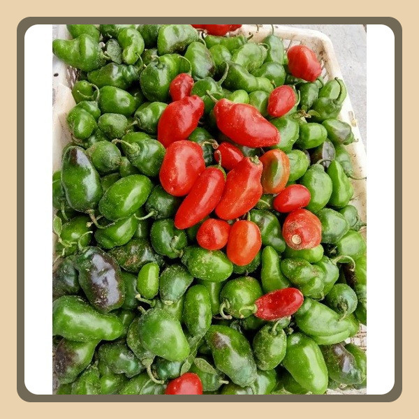 

Cabe Gendot Segar 1 Kg PROMO Pedas Ekstrem