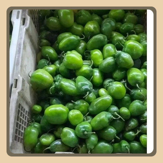 

Cabe Bendot/Gendot Segar 1kg Buah Harga Promo