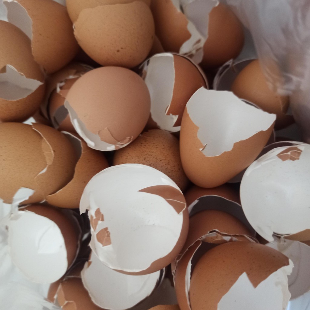 

cangkang telur kulit telur