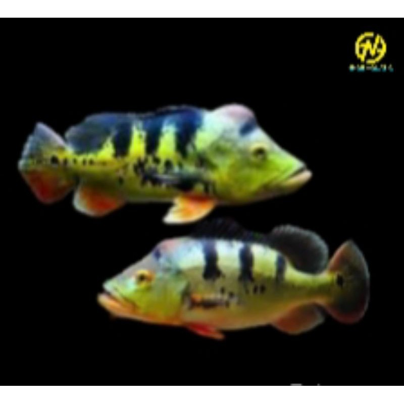 Peacock Bass Monoculus|Pibas Mono 16-17cm