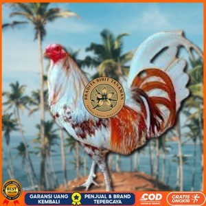 

telur ayam philipin asli AK47 bisa untuk di tetaskan vertil PRADITA BIBIT TANAMAN