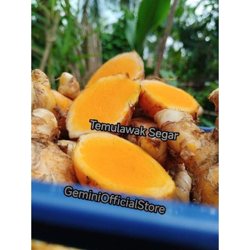 

Temulawak Segar Organik Isi 1 kg [ GOS ] temu lawak fresh Curcuma zanthorrhiza kreatif store .