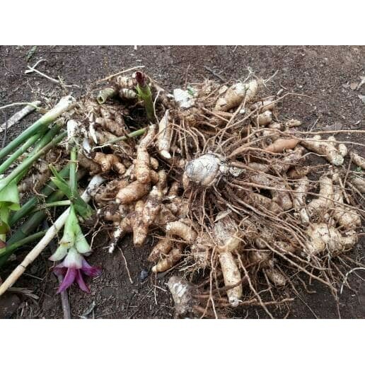 

Gelaskosong11 KUNYIT / TEMU PUTIH SEGAR 1KG CURCUMA ZEDOARIA HERBAL KANKER KC