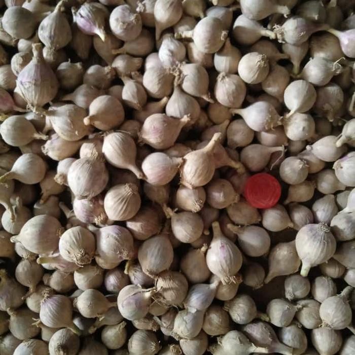 

Bawang putih lanang bawang putih tunggal lokal - Kecil 500 Gram