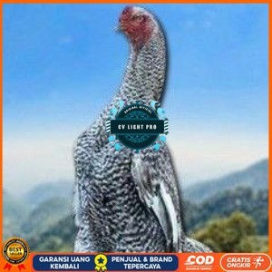 

telur tetas ayam shamo hias CV LIGHT PRO