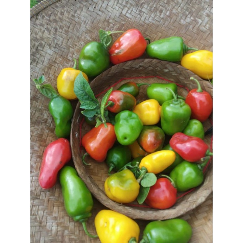 

READY MURAH cabe gendot organik khas dieng >>1000gr