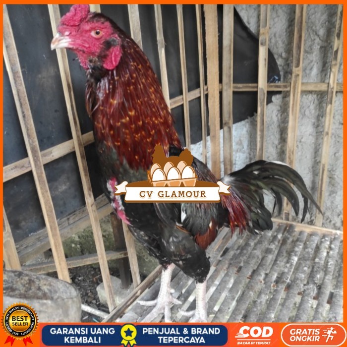 

Telur ayam bangkok birma fertil / ayam petarung aduan bisa ditetaskan Langsung CV GLAMOUR