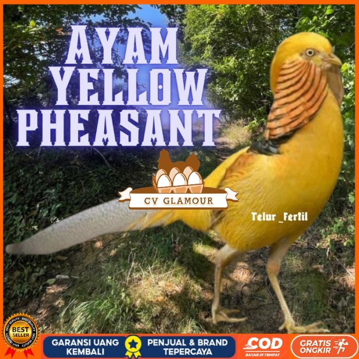 

telur ayam hias yellow pheasent untuk di tetaskan original berkualitas CV GLAMOUR