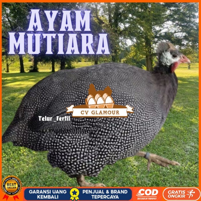 

telur ayam mutiara untuk tetaskan original berkualitas CV GLAMOUR