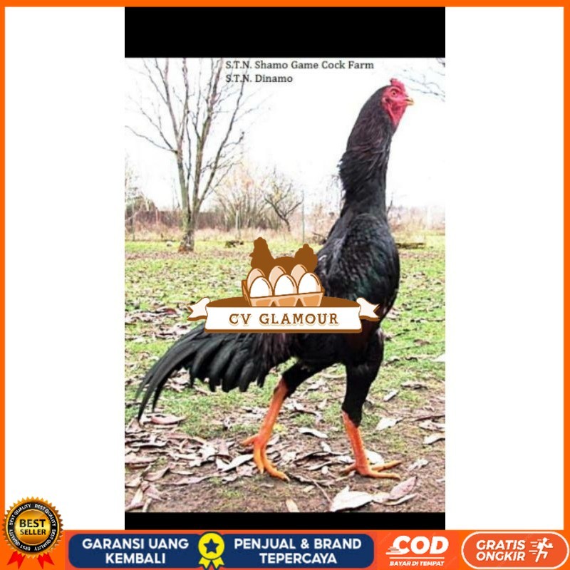 

SHAMO JEPANG TELUR FERTIL FRESH CV GLAMOUR