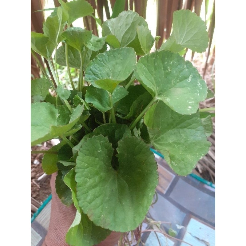 

promo Daun pegagan sgar 400 gr' daun antanan