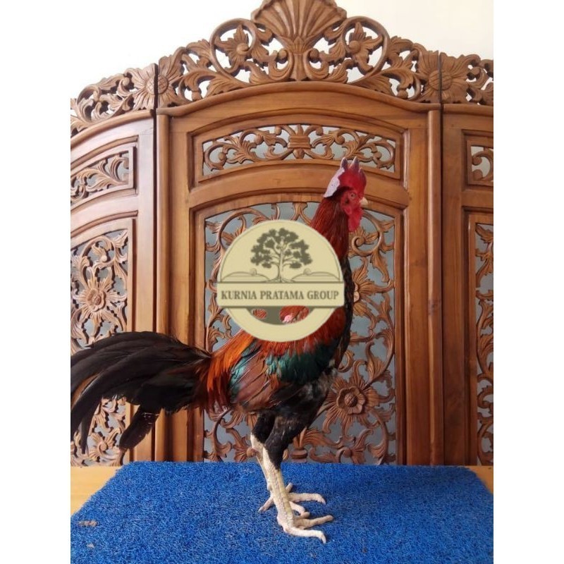 

TELUR PHAKOY MURAH FRESH FERTIL KURNIA PRATAMA GROUP