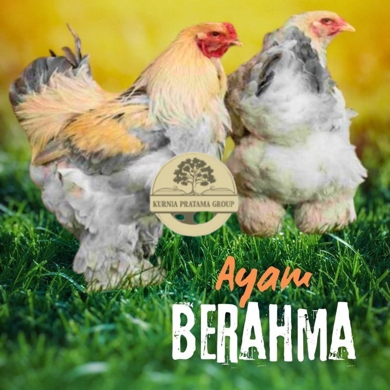 

telur ayam hias Berahma untuk di tetaskan KURNIA PRATAMA GROUP