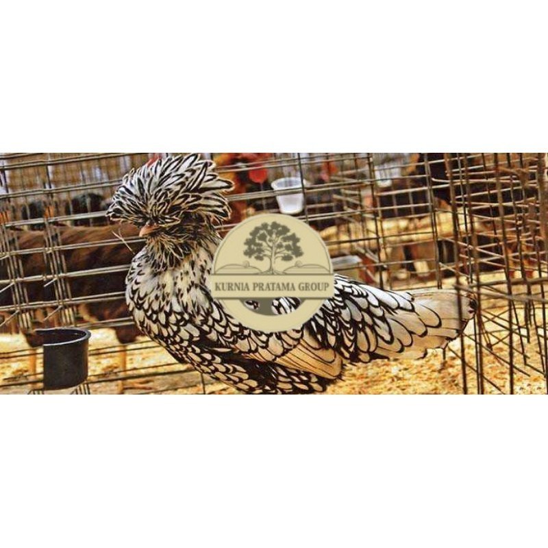 

TELUR AYAM HIAS SILVER LACED POLISH DAN GOLD LACED / POLAND BATIK UNTUK DI TETASKAN KURNIA PRATAMA GROUP