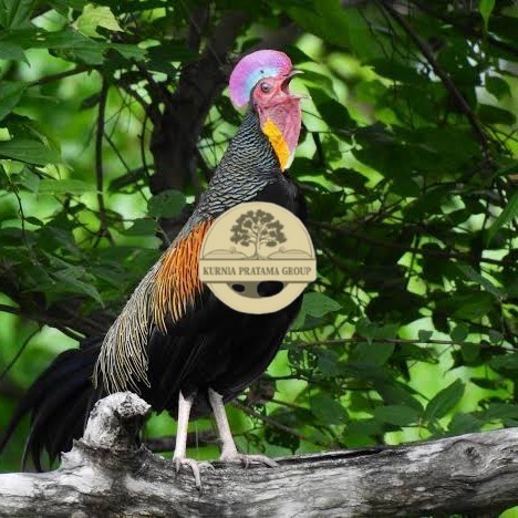 

Telur ayam hutan x jawa / telur ayam hias / telur fertil siap cod KURNIA PRATAMA GROUP