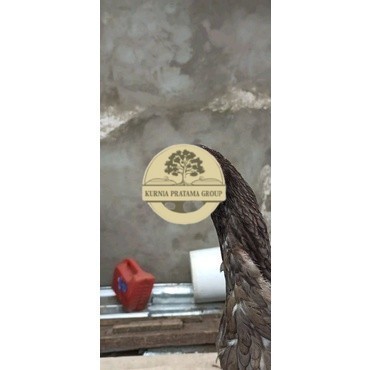 

Shamo Eropa Kelabu .Terlaris asli 100% KURNIA PRATAMA GROUP