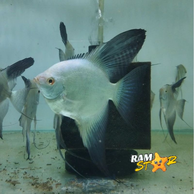 manfish bulgarian seal point bsp sz koin