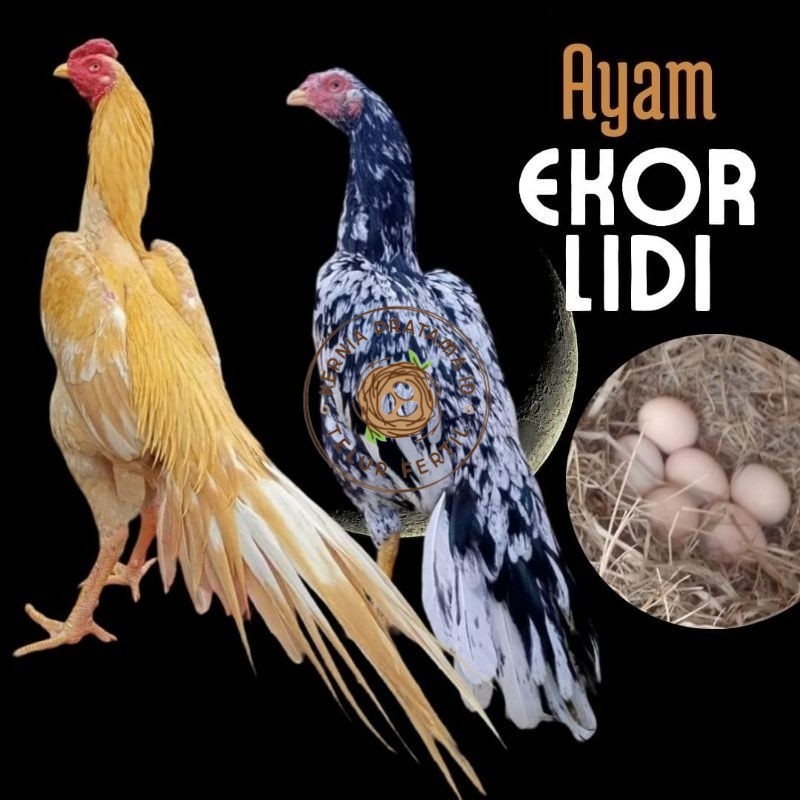 

telur ayam ekor lidi asli original bisa untuk di tetaskan KURNIA PRATAMA ID