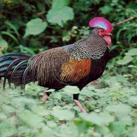 

Telur ayam hutan x jawa bekisar fertil siap ditetaskan - ayam hutan KURNIA PRATAMA ID