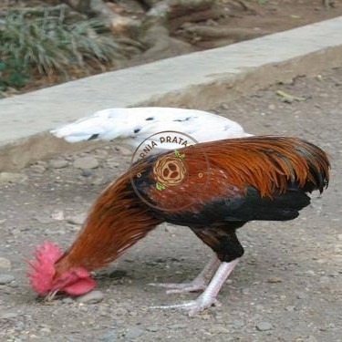 

Telur ayam tukung / telur ayam hias / telur fertil siap ditetaskan KURNIA PRATAMA ID