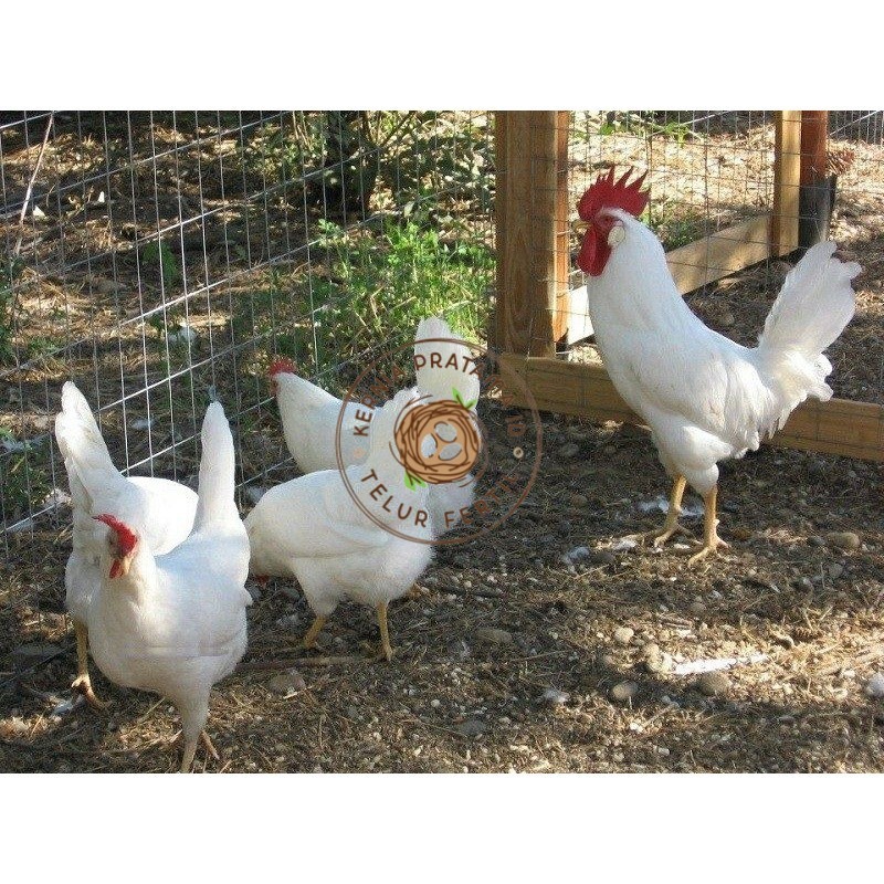 

TELUR AYAM ARAB WHITE UNTUK DI TETASKAN KURNIA PRATAMA ID