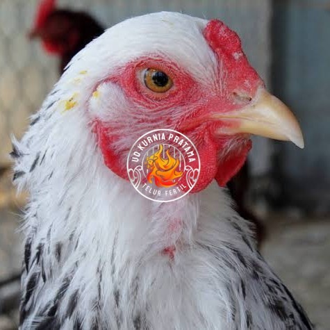 

Telur ayam arab / telur ayam hias / telur fertil siap tetas UD KURNIA PRATAMA