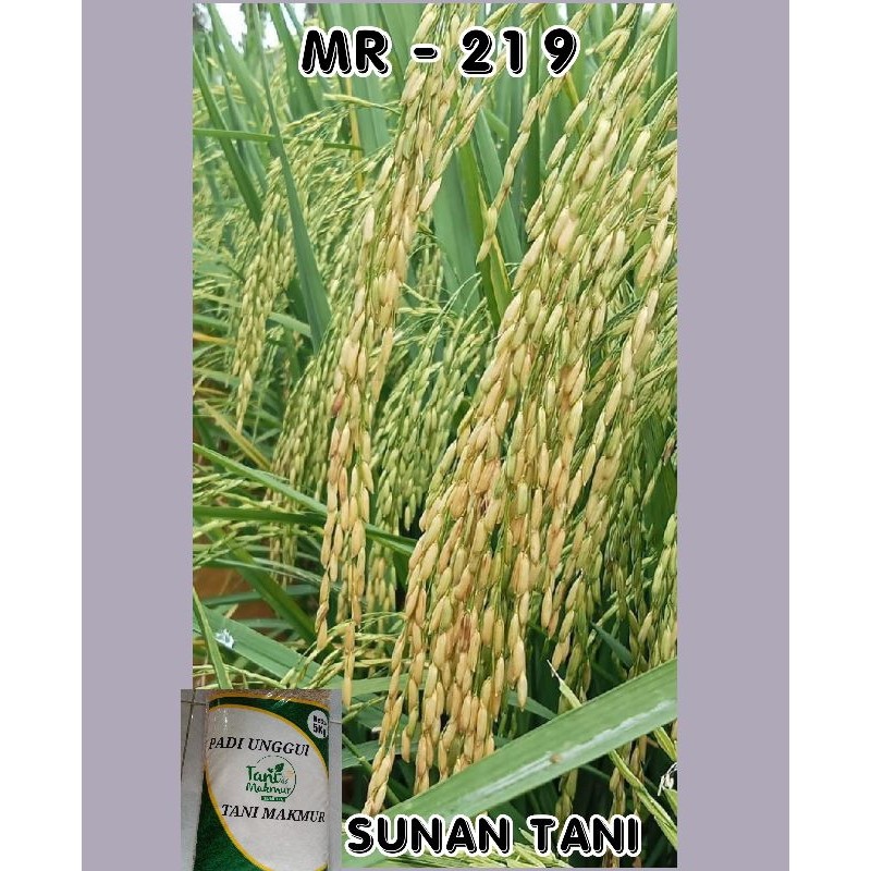BENIH PADI MR 219 ORIGINAL 5 KG