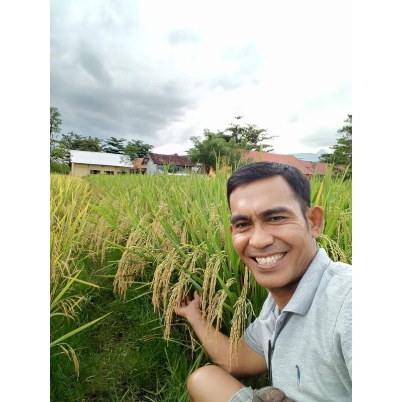 PADI CIHERANG 5kg SIAP SEMAI