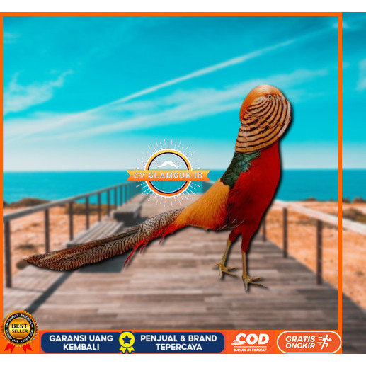 

telur ayam golden pheasant asli untuk di tetaskan CV GLAMOUR ID