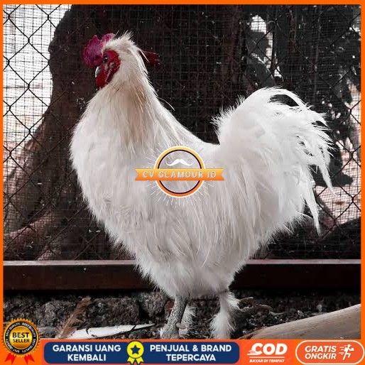 

Telur ayam kapas / telur ayam hias / telur fertil siap kirim CV GLAMOUR ID