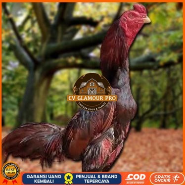

Telur Ayam Pakhoy Ori Vertil Siap Di Tetaskan Jaminan Super Oiginal Bergaransi CV GLAMOUR PRO