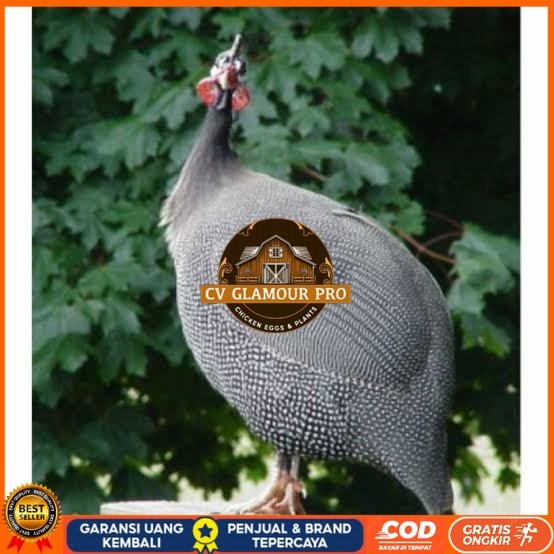 

Telur ayam mutiara hias fertil siap ditetaskan - ayam mutiara CV GLAMOUR PRO