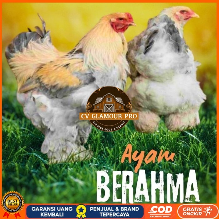

telur ayam hias Berahma untuk di tetaskan original berkualitas CV GLAMOUR PRO