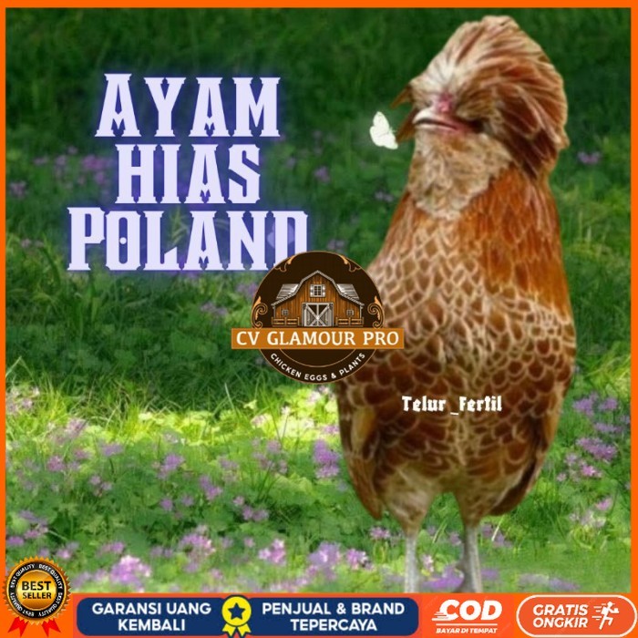 

telur ayam hias Poland bisa untuk di tetaskan original berkualitas CV GLAMOUR PRO
