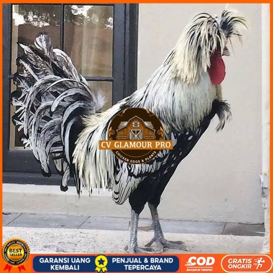 

telur ayam poland hias siap ditetaskan - ayam polan CV GLAMOUR PRO