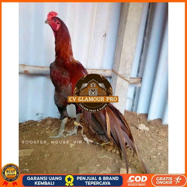 

Telur Ayam Pakhoy Jumbo Vertil Siap Di Tetaskan Jaminan Super Oiginal Bergaransi asli CV GLAMOUR PRO