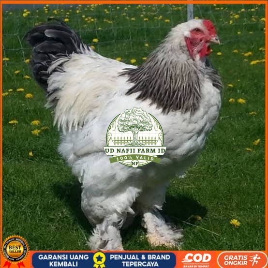 

Telur ayam hias brahma fertil siap ditetaskan UD NAFII FARM ID